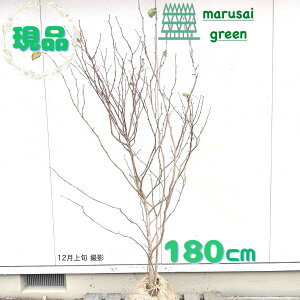 �����i�������y���t��:�}���o�m�L �P�� ���� 1.8m�z���t���� ���t��� ���t�� �L�t�� ��� ��A�� ���� ��� �A�� �Ԗ� �A�� ���� ���� �V���{���c���[ �V���{�� �c���[ �K�[�f�j���O ���| �L