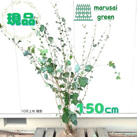 ◎現品発送◎【落葉樹:マルバノキ 株 根巻 1.5m】落葉中高木 広葉樹 低木 庭植え お庭 庭木 植木 花木 植物 樹木 玄関 屋外 販売 シンボルツリー 株立ち 株立 目隠し エクステリア ガーデニング 園芸 記念樹 目隠し 耐暑性 おしゃれ かわいい