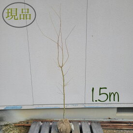 【落葉樹:ウコンモミジ 単木 根巻 1.5m】 落葉中高木 現品