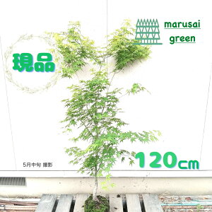 iyER~W P  1.2mzt t  A V{c[ JGf Cn~W ^JIJGf ډB K[fjO GNXeA