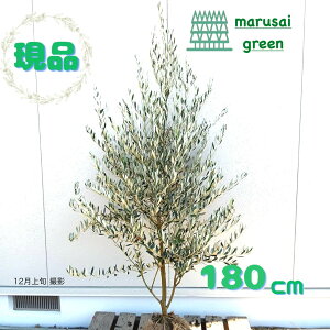 �����i�������y��Ύ�:�I���[�u�̖� �~�b�V���� �P�� ���� 1.8m�z��΍��� �L�t�� ��� �A�� �V���{���c���[ ��A�� �A�� �A�� �ډB�� �K�[�f�j���O �G�N�X�e���A ���� �x�����_ ���O ���� ��