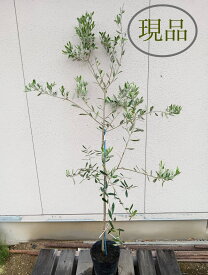 【常緑樹:オリーブ ミッション 単木 ポット 1.5m】常緑中高木 広葉樹 現品
