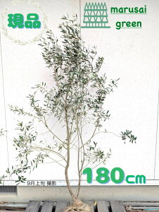 iΎ:yI[u ~bV P  1.8mz΍ Lt  A V{c[ A A A ډB K[fjO GNXeA  x_ O  ̔ a