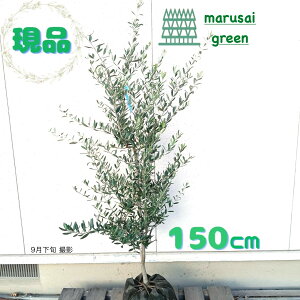 iyΎ:I[u ~bV P |bg 1.5mzΒ Lt