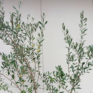 ݌ɔyΎ:I[u̖ ~bV P  1.8mz΍ Lt  A V{c[ A A A ډB K[fjO GNXeA  x_ O  