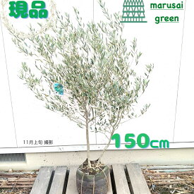 ◎現品発送◎【常緑樹:オリーブの木 ミッション 単木 ポット 1.5m】常緑中高木 広葉樹