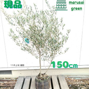 iyΎ:I[u̖ ~bV P |bg 1.5mzΒ Lt