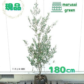 ◎現品発送◎常緑樹:【オリーブの木 ミッション 単木 ポット 1.8m】常緑高木 広葉樹 庭木 植木 シンボルツリー 庭植え 植栽 植樹 目隠し ガーデニング エクステリア 玄関 ベランダ 屋外 お庭 販売 和風 洋風 記念樹 おしゃれ オシャレ お祝い 大きい 大型