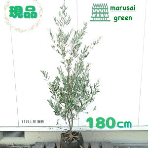 iΎ:yI[u̖ ~bV P |bg 1.8mz΍ Lt  A V{c[ A A A ډB K[fjO GNXeA  x_ O  