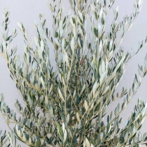 ??�݌ɔ���??�y��Ύ�:�I���[�u�̖� �~�b�V���� �P�� ���� 1.8m�z��΍��� �L�t�� ��� �A�� �V���{���c���[ ��A�� �A�� �A�� �ډB�� �K�[�f�j���O �G�N�X�e���A ���� �x�����_ ���O ���� �̔�