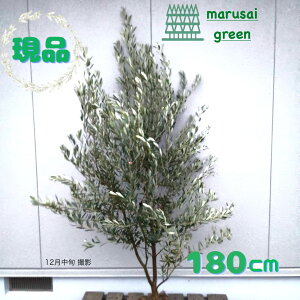 �����i�������y��Ύ�:�I���[�u�̖� �~�b�V���� �P�� ���� 1.8m�z��΍��� �L�t�� ��� �A�� �V���{���c���[ ��A�� �A�� �A�� �ډB�� �K�[�f�j���O �G�N�X�e���A ���� �x�����_ ���O ���� ��