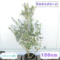 ◎現品発送◎【常緑樹:オリーブの木 ミッション 単木 ポット 1.5m】常緑中高木 広葉樹