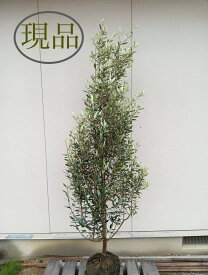 【常緑樹:オリーブ ヒナカゼ 1 単木 根巻 1.8m】 常緑高木 現品