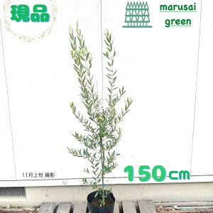 iyΎ:I[u̖ qiJ[ P |bg 1.5mzΒ DP