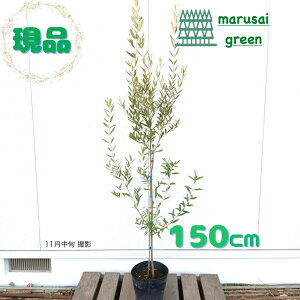 iyΎ:I[u̖ qiJ[ P |bg 1.5mzΒ DP