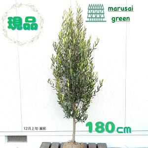 iyΎ:I[u̖ qiJ[ P  1.8m z ΍