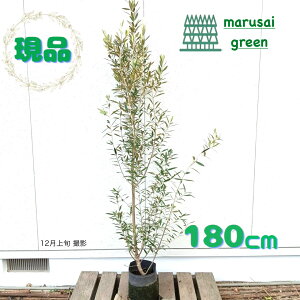 iyΎ:I[u̖ qiJ[ P |bg 1.8m z΍  A ЂȂ V{c[ ډB K[fjO  A A  Ϗ ϊ A  A O 