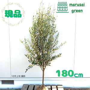 �����i�������y��Ύ�:�I���[�u�̖� �q�i�J�[ �P�� ���� 1.8m �z ��΍���