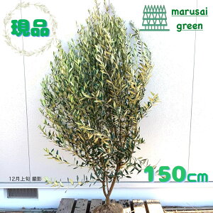 �����i�������y��Ύ�:�I���[�u�̖� �q�i�J�[ �P�� ����1.5m �z ��΍��� ��� �A�� �ЂȂ��� �V���{���c���[ �ډB�� �K�[�f�j���O ��A�� ���� �K�[�f�� ������� �I�V���� �Ϗ��� �ϊ��� �a