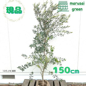 �����i�������y��Ύ�:�I���[�u�̖� �l�o�f�B���u�����R �P�� ���� 1.5m�z��Β����� �L�t��