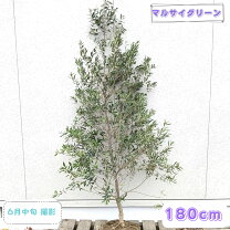 楽天市場】オリーブ ネバディロブランコ（植木｜ガーデニング・農業 