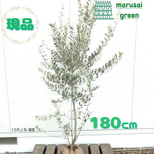 iyΎ:I[u̖ AXR[i P  1.8mzΒ Lt