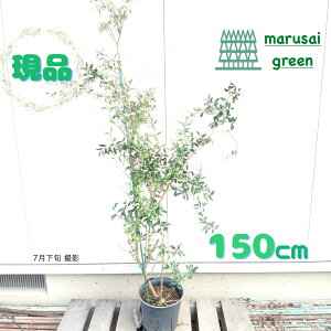 iyΎ:I[u ZgELT P |bg 1.5m zΒ Lt