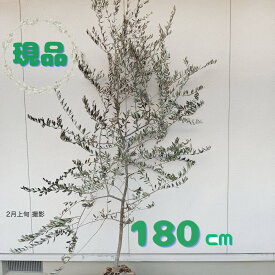 【常緑樹:オリーブの木 コレッジョラ 単木 根巻 1.8m】常緑高木 広葉樹