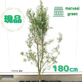 ◎現品発送◎【常緑樹:オリーブの木 シプレシーノ 単木 根巻 1.8m】常緑高木 広葉樹 庭木 植木 シンボルツリー 庭植え 樹木 植栽 植樹 目隠し ガーデニング エクステリア 屋外 販売 おしゃれ オシャレ 耐暑性 記念樹 お祝い 贈り物 大きい 大型