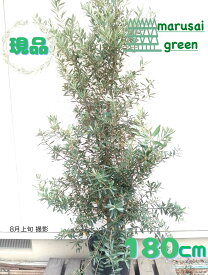 ◎現品発送◎【常緑樹:オリーブの木 シプレシーノ 単木 ポット 1.8m M】常緑中高木 広葉樹 庭木 植木 シンボルツリー 庭植え 樹木 植栽 植樹 目隠し ガーデニング エクステリア 屋外 販売 おしゃれ オシャレ 記念樹 自宅 鑑賞用 贈り物 お祝い