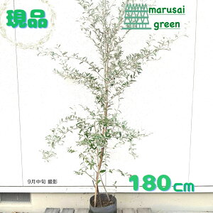 iyt:VAI[u iMoO~ P |bg 1.8mzt A   A Ԗ A   O ̔ V{c[ ډB GNXeA K[fjO 