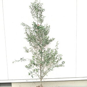 ݌ɔyΎ:I[u̖ VvV[m P  1.8mz΍ Lt  A V{c[ A  A A ډB K[fjO GNXeA O ̔  