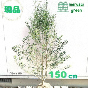 iyΎ:I[u̖ VvV[m P  1.5mzΒ Lt