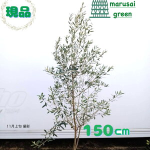 iyΎ:I[u̖ VvV[m P  1.5mzΒ Lt