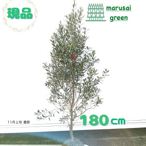 iyΎ:I[u̖ VvV[m P  1.8mz΍ Lt  A V{c[ A  A A ډB K[fjO GNXeA O ̔  