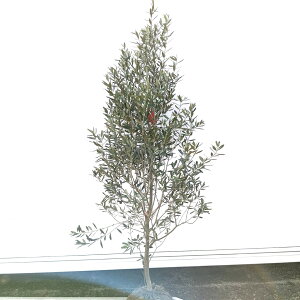 ݌ɔyΎ:I[u̖ VvV[m P  1.8mz΍ Lt  A V{c[ A  A A ډB K[fjO GNXeA O ̔  