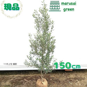 iyΎ:I[u̖ VvV[m P  1.5mzΒ Lt