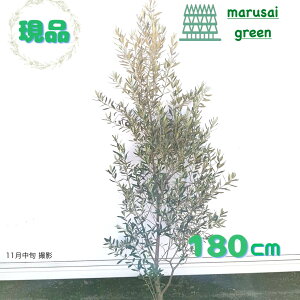 iyΎ:I[u̖ VvV[m P  1.8mz΍ Lt  A V{c[ A  A A ډB K[fjO GNXeA O ̔  