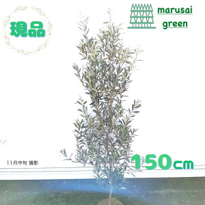 iyΎ:I[u̖ VvV[m P  1.5mzΒ Lt