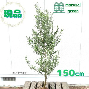 iyΎ:I[u̖ VvV[m P  1.5mzΒ Lt