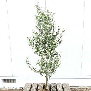 ݌ɔyΎ:I[u̖ VvV[m P  1.5mzΒ Lt