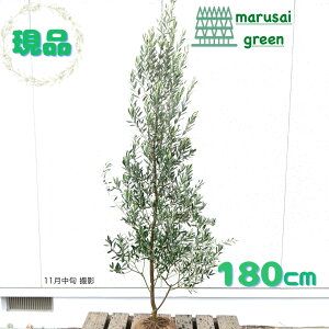 iyΎ:I[u̖ VvV[m P  1.8mz΍ Lt  A V{c[ A  A A ډB K[fjO GNXeA O ̔  