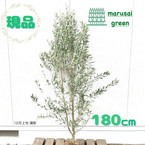 iyΎ:I[u̖ VvV[m P  1.8mz΍ Lt  A V{c[ A  A A ډB K[fjO GNXeA O ̔  