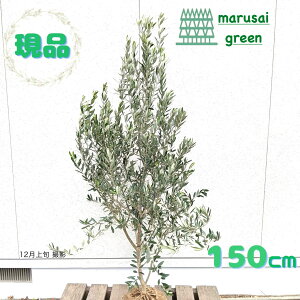 iΎ:I[u̖ VvV[m P  1.5mzΒ Lt