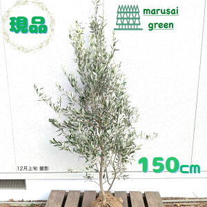 iΎ:I[u̖ VvV[m P  1.5mzΒ Lt