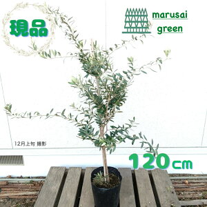 iyΎ:I[u̖ VvV[m P  1.2m izΒ Lt