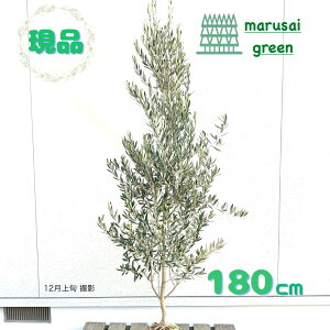 �����i�������y��Ύ�:�I���[�u�̖� �V�v���V�[�m �P�� ���� 1.8m�z��΍��� �L�t�� ��� �A�� �V���{���c���[ ��A�� ���� �A�� �A�� �ډB�� �K�[�f�j���O �G�N�X�e���A ���O �̔� ������� 