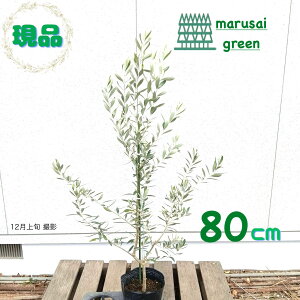 �����i�������y��Ύ�:�I���[�u�̖� �V�v���V�[�m �P�� �|�b�g 80cm�z��Β����� �L�t��