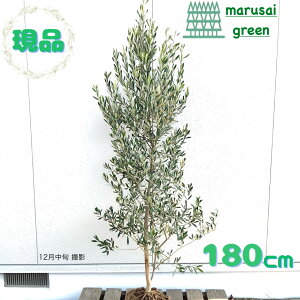 �����i�������y��Ύ�:�I���[�u�̖� �V�v���V�[�m �P�� ���� 1.8m�z��΍��� �L�t�� ��� �A�� �V���{���c���[ ��A�� ���� �A�� �A�� �ډB�� �K�[�f�j���O �G�N�X�e���A ���O �̔� ������� 