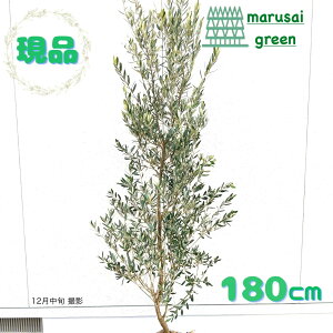 �����i�������y��Ύ�:�I���[�u�̖� �V�v���V�[�m �P�� ���� 1.8m�z��΍��� �L�t�� ��� �A�� �V���{���c���[ ��A�� ���� �A�� �A�� �ډB�� �K�[�f�j���O �G�N�X�e���A ���O �̔� ������� 